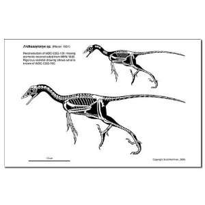  11 x 17 Archaeopteryx Skeletal Print Science Mini Poster 