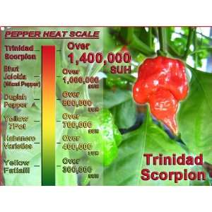  Trinidad Scorpion Pepper   10 Quality Seeds  In 2011 Guinness Book 