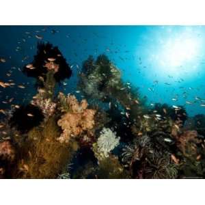 Coral and Fish Cover the Wreck of the Ship Liberty, Sunk in 1942, Bali 