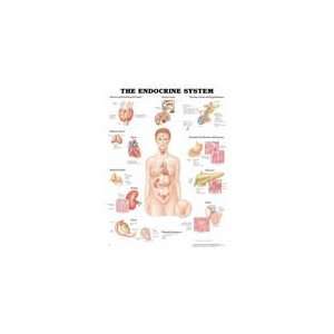 PT# 1587790157 Endocrine System Anatomical Chart by Anatomical Chart 