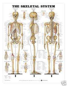 Skeletal System Chart Human Anatomy LFA #98943 Laminated  