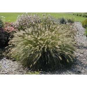    Pennisetum alopecuroides   Fountain Grass Patio, Lawn & Garden