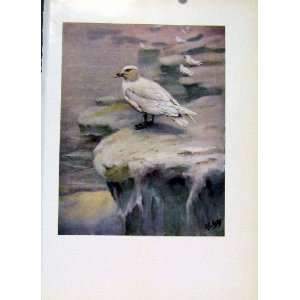   Common Tern Colored Fine Art Old Print C1957 Birds