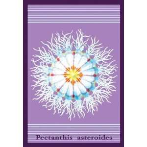   Jellyfish Pectanthis Asteroides #2 24x36 Giclee