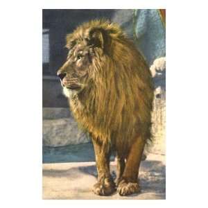  Lion at Zoo Giclee Poster Print, 24x32