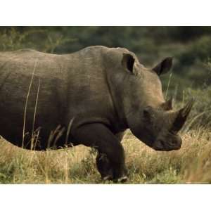  White Rhinoceros, Ubizane Game Park, South Africa 