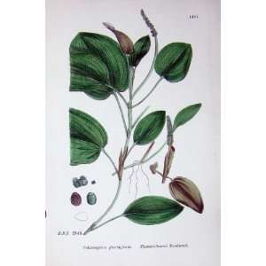  Botany Plants C1902 Plantain Leaved Pondweed Colour