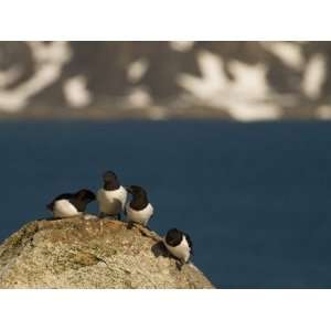  Four Little Auks Sit on a Rock Near the Coast Stretched 