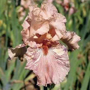  King Tush Bearded Iris Bulb Patio, Lawn & Garden