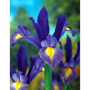  Sapphire Beauty Dutch Iris 20 Bulbs   Multiply Rapidly 