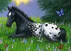 appaloosa foal horse butterflies spring flowers limited edition aceo 