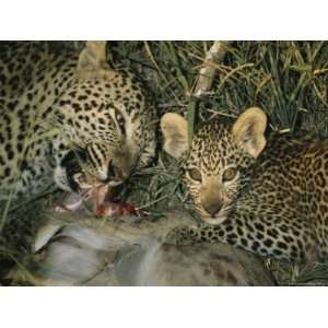  Leopard Tears Apart its Kill Teaching her Cub to Eat 