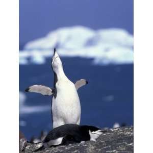 Chinstrap Penguin, Ecstatic Display, South Sandwich Is Photographic 