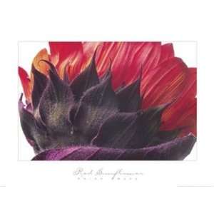 Red Sunflower Twede. 36.00 inches by 27.00 inches. Best Quality Art 