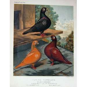  1874 Pigeon Flying Tumblers Black Mottled Rosewinged