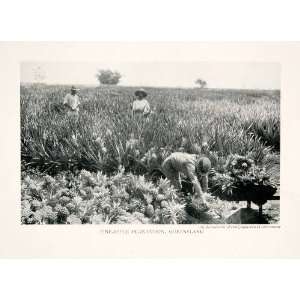  1913 Print Pineapple Plantation Queensland Australia Farm 