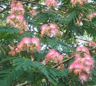 Mimosa Tree Seedling Albizia julibrissin 5 seedlings 8 to 24 inches 