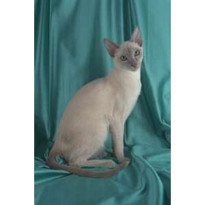   of Top 100 Pedigree Cats Canvas Art Tonkinese,lilac