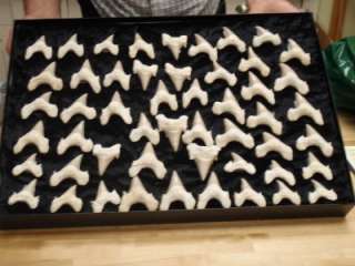 Shark teeth set, all from a single shark, Cretaceous Mo  