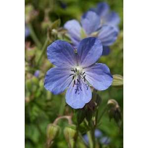  20 MEADOW CRANESBILL / GERANIUM Pratense Blue Violet 