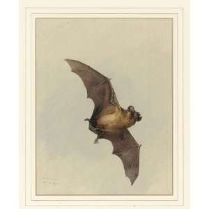   Reproduction   Archibald Thorburn   32 x 40 inches   A Horse Shoe Bat