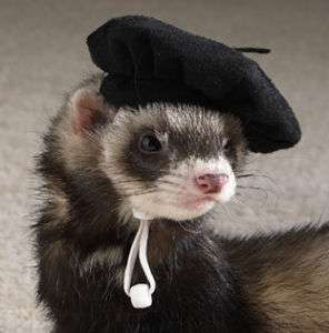 Ferret Beret Hat  