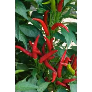  Thai Hot, Hot Pepper Seeds   Capsicum Annuum   1 Grams 