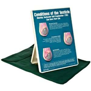   Conditions of the Testicle Easel Display, 9 Length x 12 Height