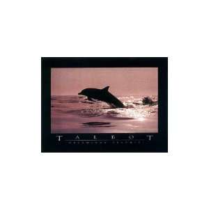  Delphinus Delphis Poster Print