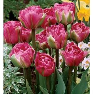  Don Camillo Late Peony Flowered Tulip 5 Bulbs Patio, Lawn 