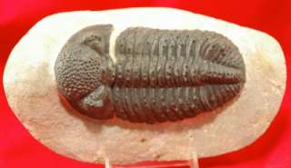 AMAZING BLACK DROTOPS TRILOBITE FROM MOROCCO  