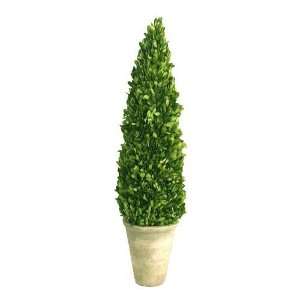 Preserved Boxwood Cone Topiary  20