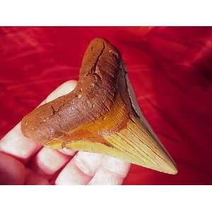   Prehistoric Fossilized Shark Tooth with FREE 8 1/2 x 11 Certificate