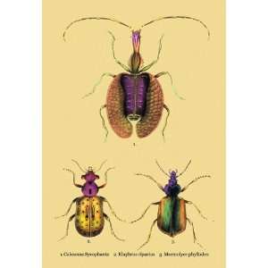  Beetles Calosoma Sycophanta, Elaphrus Raperius et al. #2 