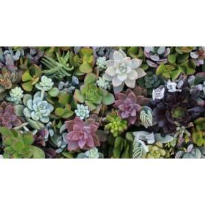  FIFTY (50) Succulent CUTTINGS great for Vertical Gardens 