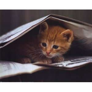  Cat Reading the Paper   Poster by Stuewer (20x16)