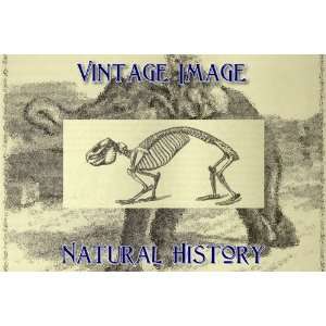   Mounted Print Vintage Natural History Image Skeleton of the Cape Hyrax