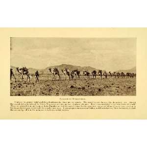 com 1928 Print Dromedary Caravan Camel Africa Mountain Kaisut Travel 
