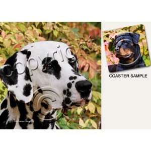 Dalmatian Dog Drink Coasters 
