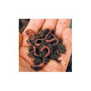  Can of Worms   1000 ct Patio, Lawn & Garden