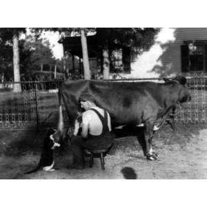 1898 Catsup. Man squirting milk from cow into mouth of a cat.