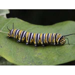  Monarch Butterfly Caterpillars are Toxic and Have Warning 