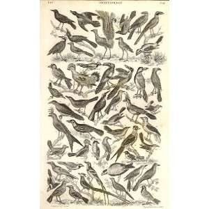  Ornithology 1866 Old Prints Natural History *4