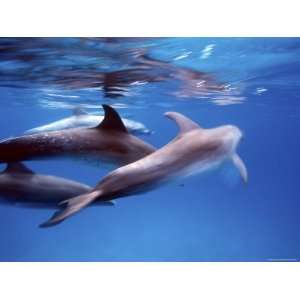  Atlantic Spotted Dolphins, Bimini, Bahamas Photographic 