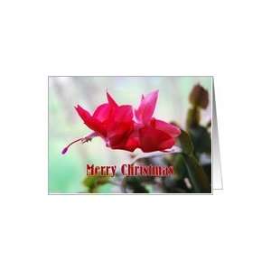  Holiday Cactus Merry Christmas Card Health & Personal 