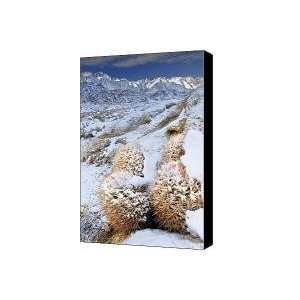  Snow covered cactus below Mount Whitney Eastern Sierras 