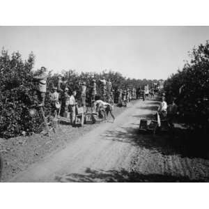  California Citrus Heritage Recording Project, Workers 