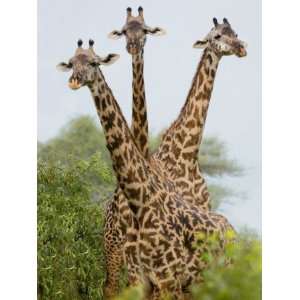 Giraffe Standing in a Forest, Lake Manyara, Lake Manyara National Park 