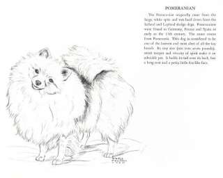 Pomeranian   Vintage Dog Print   1958 G. Cook  