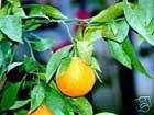 Citrus sinensis SWEET ORANGE Seeds  